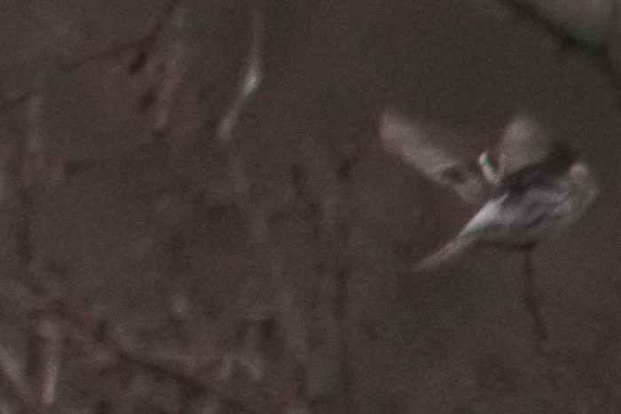 Coues's Arctic Redpoll