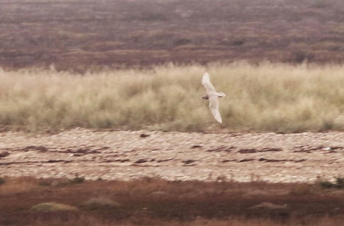 Glaucous Gull