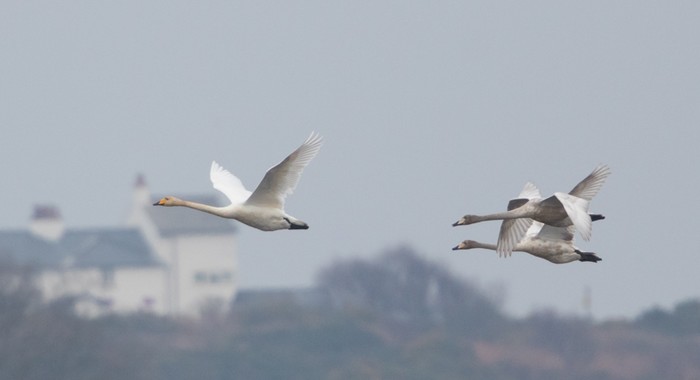 Whooper Swan