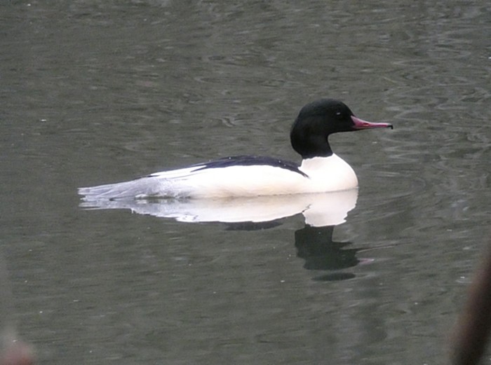 Goosander