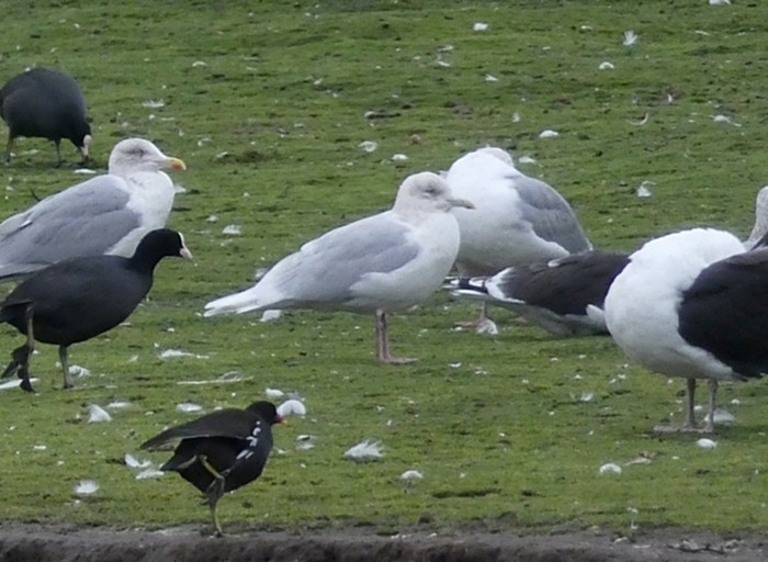 Iceland Gull