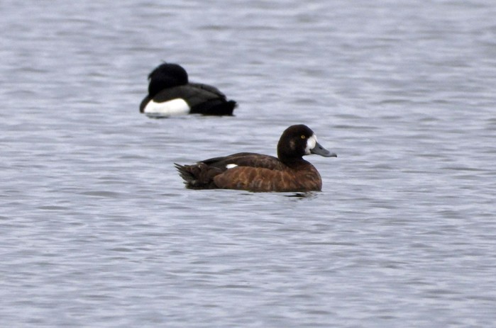 Scaup