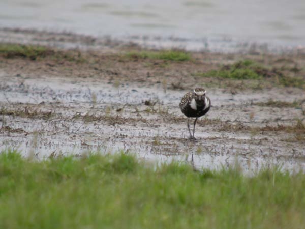 American Golden Plover