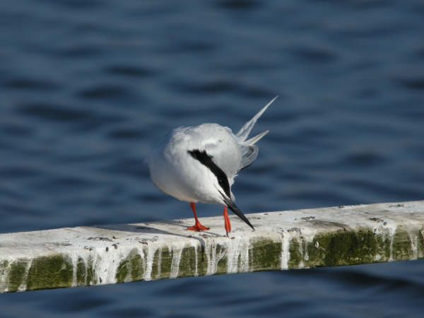 Roseate Tern