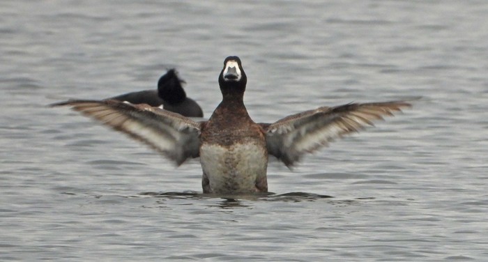 Scaup
