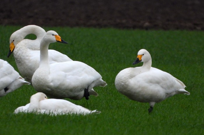 Whooper Swan
