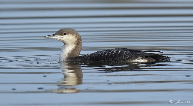 Black-throated Diver