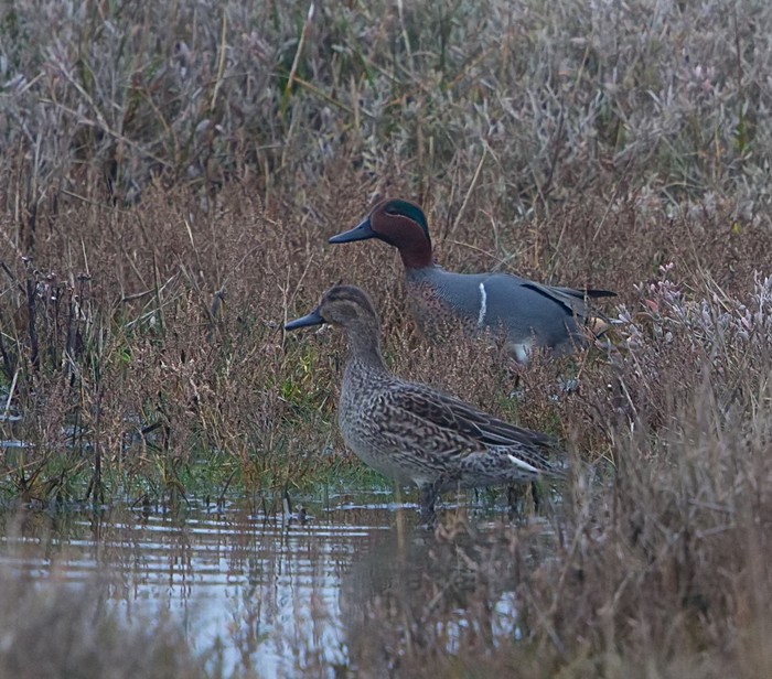 Green-winged Teal