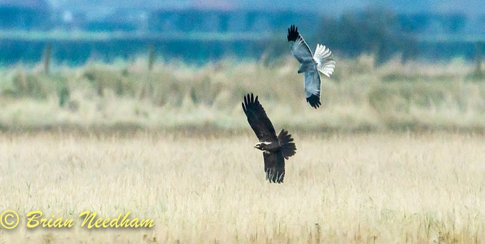 Hen Harrier