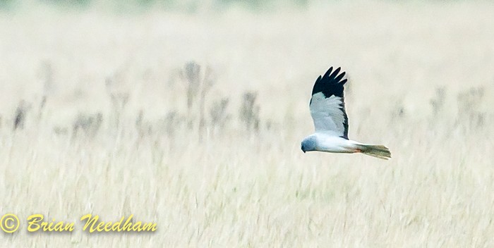 Hen Harrier
