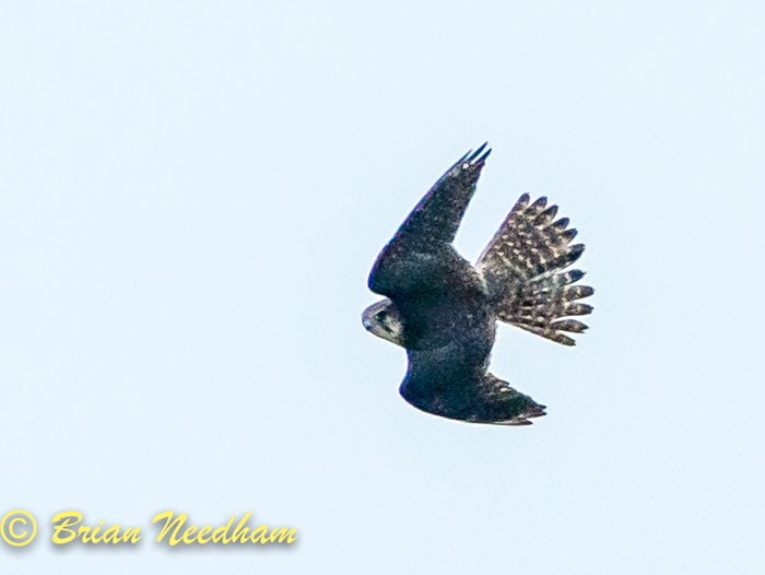 Merlin