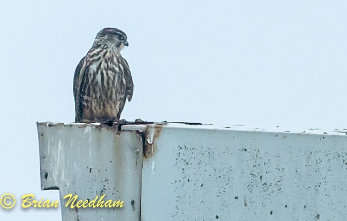 Merlin