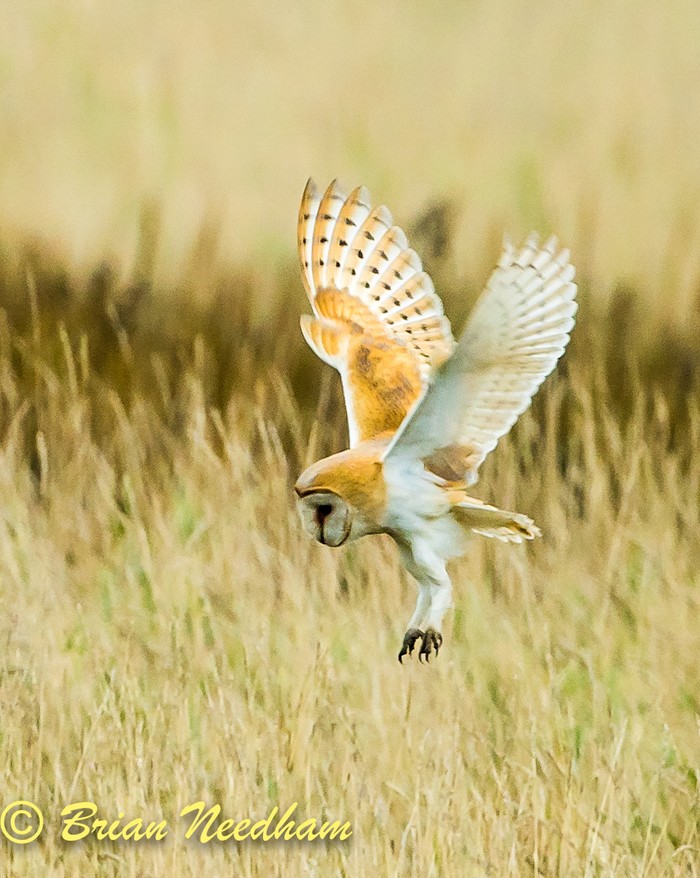 Barn Owl