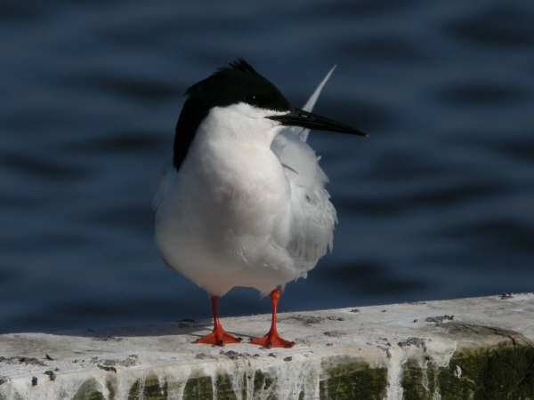 Roseate Tern