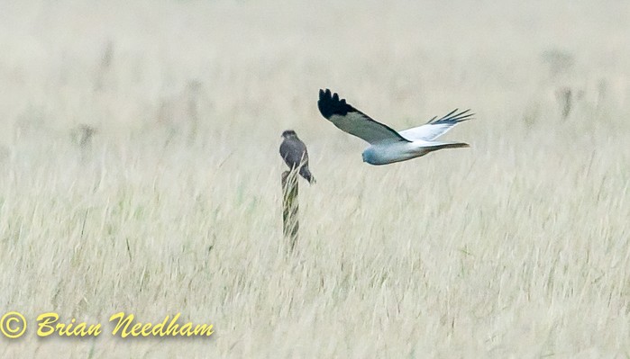 Hen Harrier
