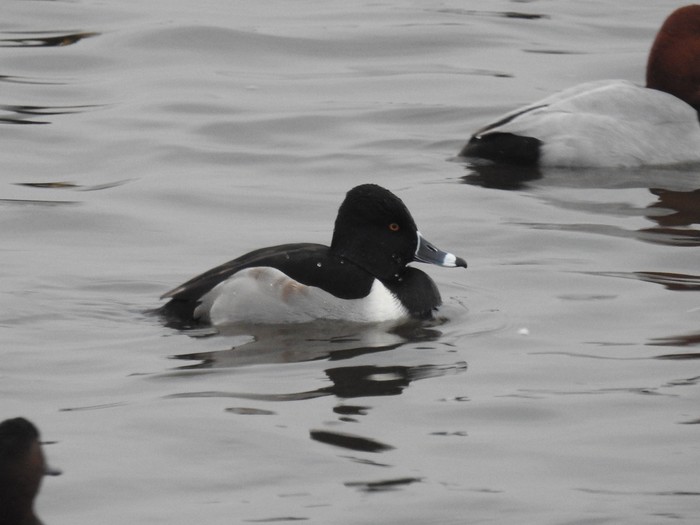Ring-necked Duck