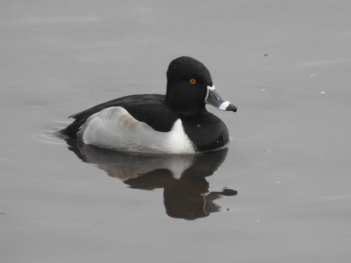 Ring-necked Duck