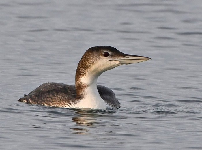 Great Northern Diver