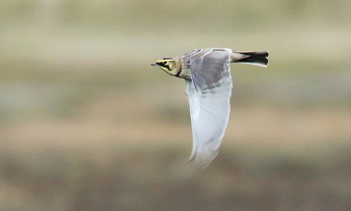 Shorelark