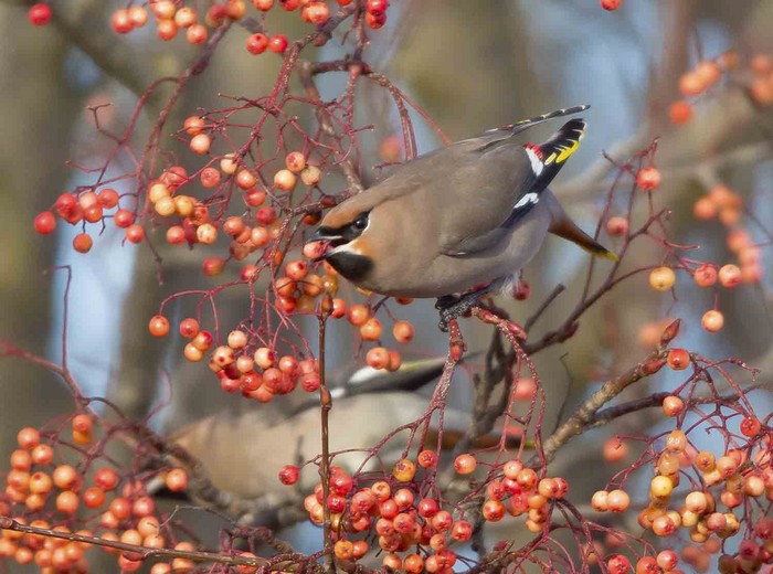 Waxwing