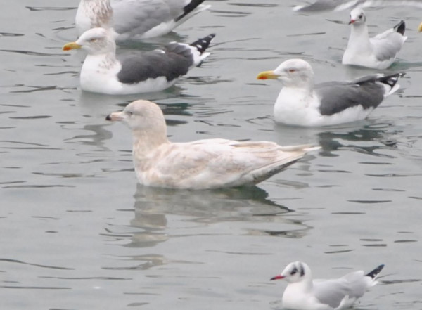 Glaucous Gull
