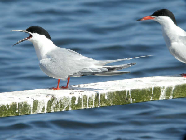 Roseate Tern