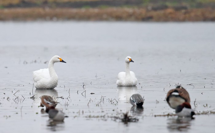 Bewick's Swan
