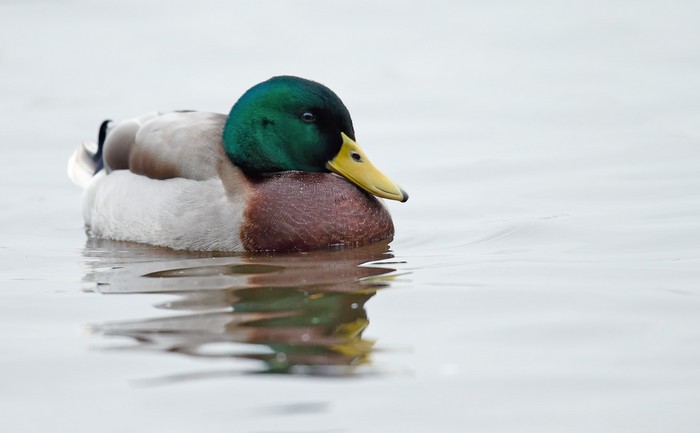 Mallard