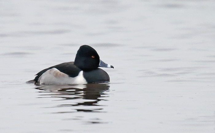 Ring-necked Duck