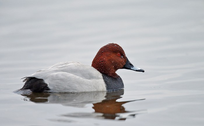 Pochard