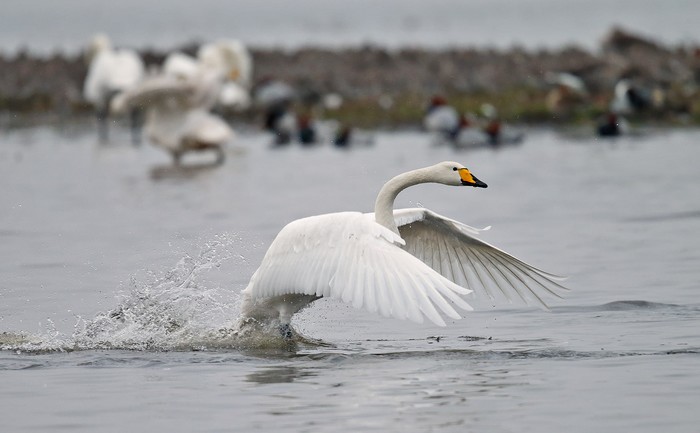 Whooper Swan