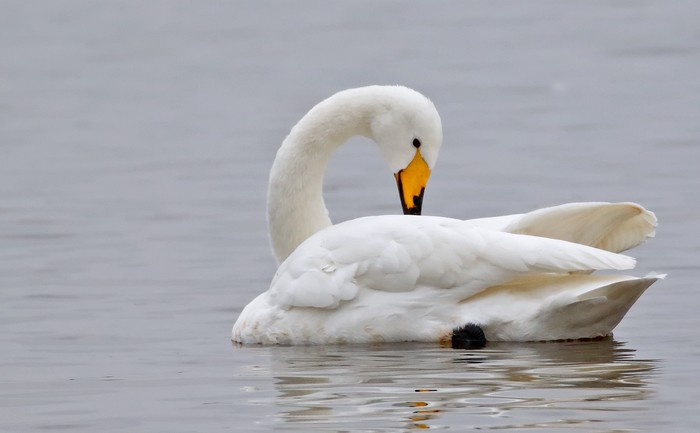 Whooper Swan