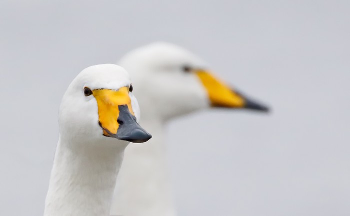 Whooper Swan