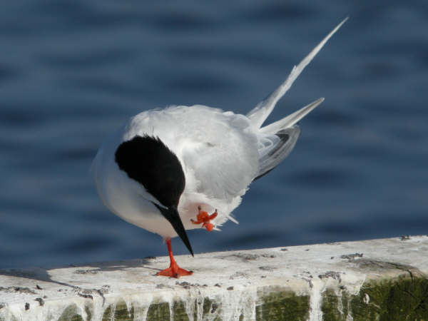 Roseate Tern