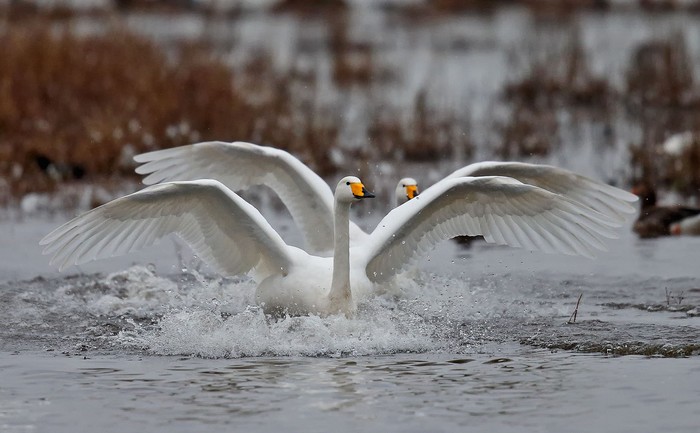 Whooper Swan