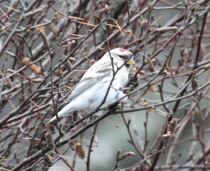 Coues's Arctic Redpoll