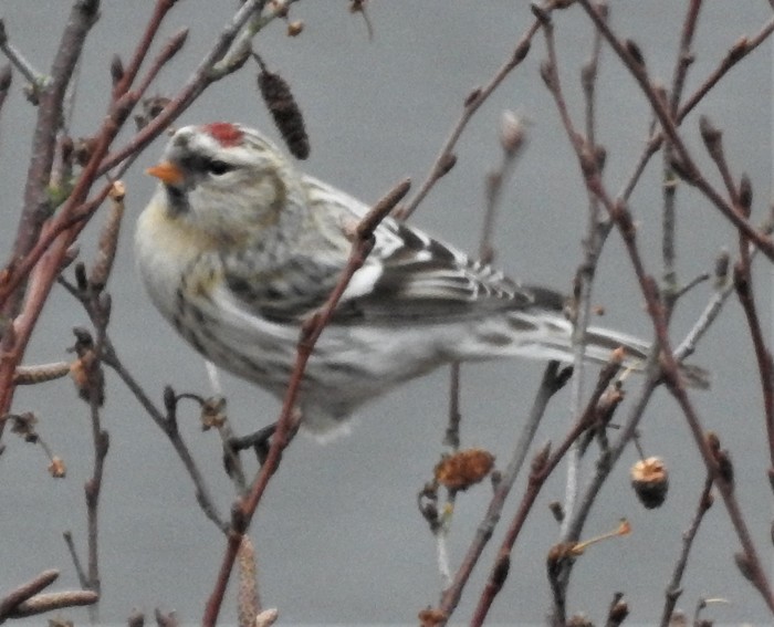 Coues's Arctic Redpoll