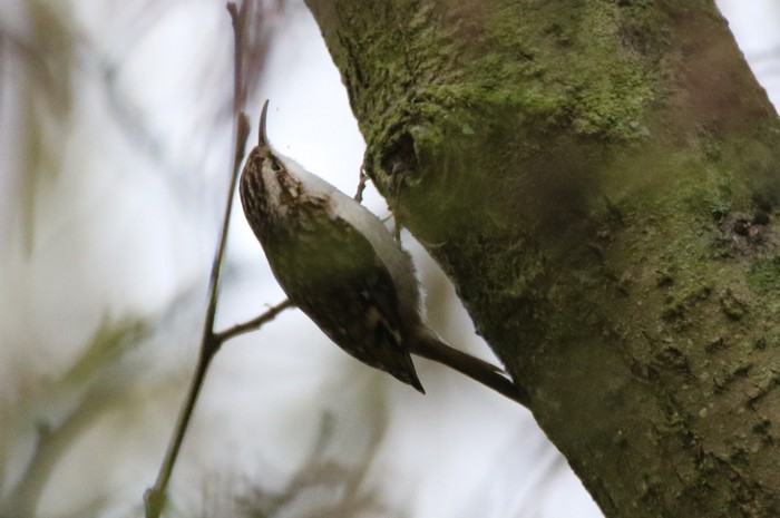 Northern Treecreeper