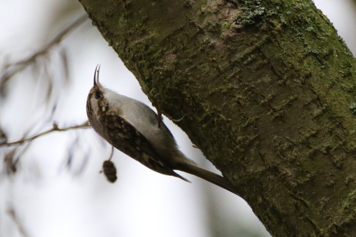 Northern Treecreeper