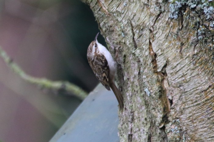 Northern Treecreeper