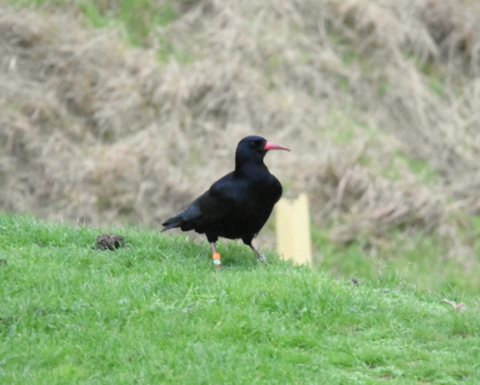 Chough