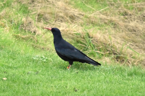 Chough