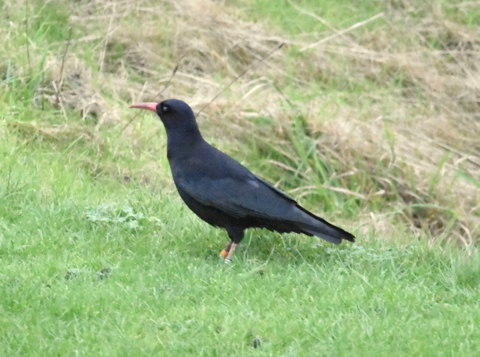 Chough