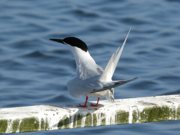 Roseate Tern