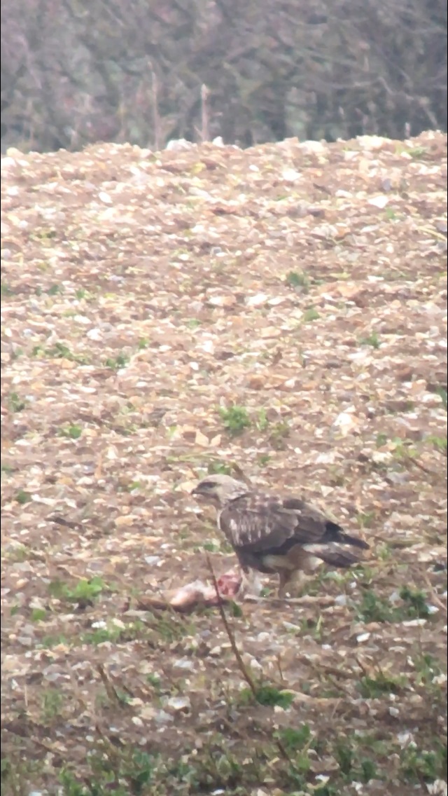 Rough-legged Buzzard