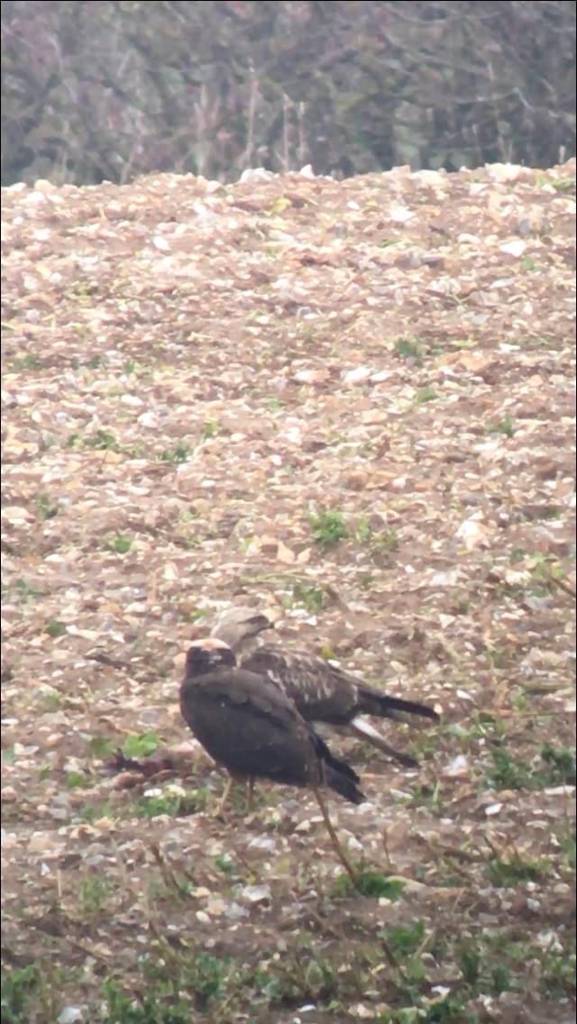 Rough-legged Buzzard