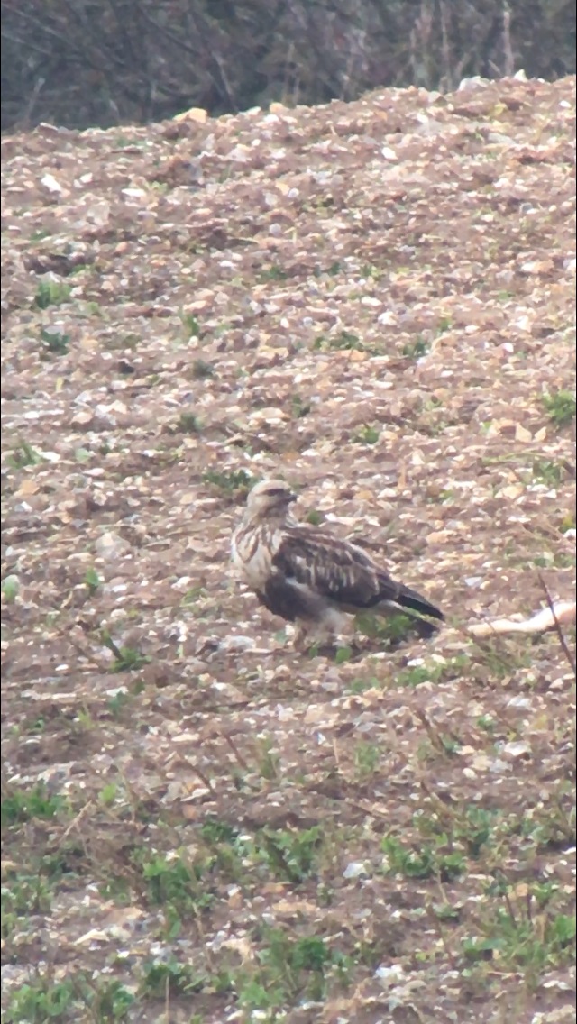 Rough-legged Buzzard