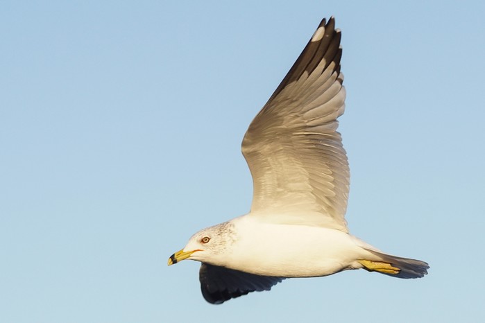 Ring-billed Gull