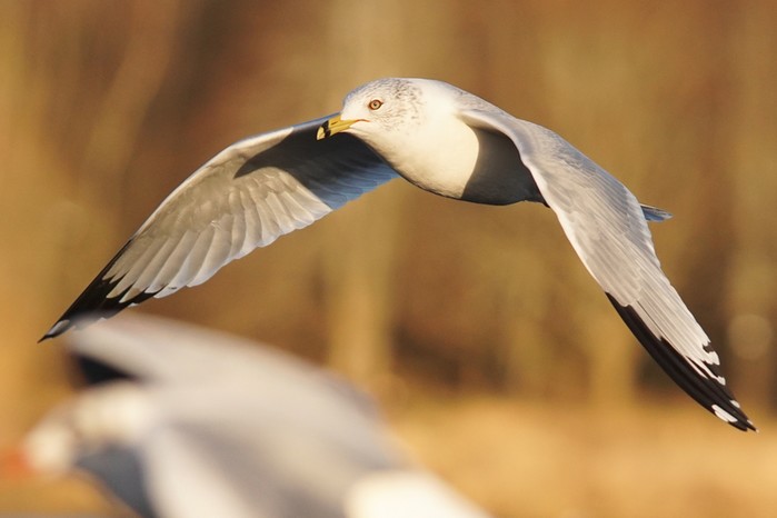 Ring-billed Gull