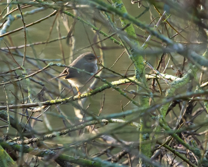 Dusky Warbler